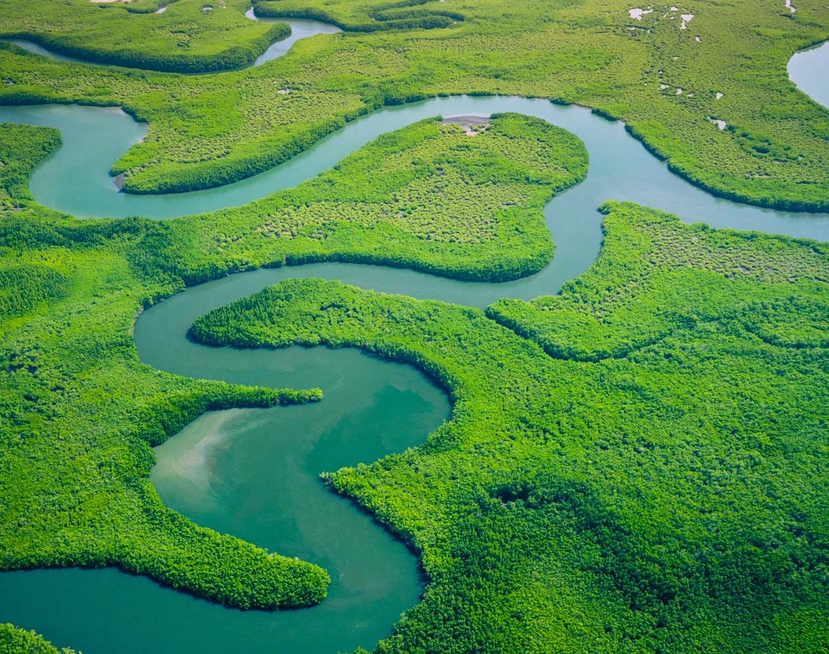Aerial view of mangrove forest